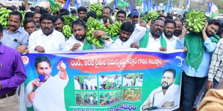 Andhra Pradesh Banana Farmers Face Steep Crisis; Analysis of Support Framework Under YS Jagan Mohan Reddy